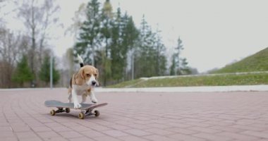 Av köpeği parkta kaykay sürüyor. Evcil köpek kaykayı dışarıda. Yavaş çekim.