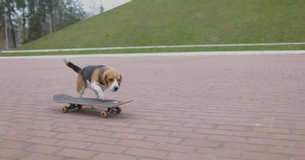 Beagle dog rijdt op een skateboard in het park. Pet Dog skateboarden buiten. Langzame beweging. — Stockvideo