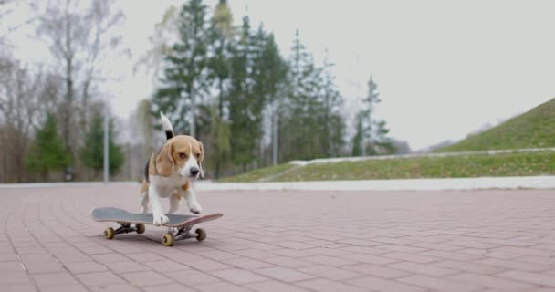 Beagle dog fait du skateboard dans le parc. Pet Dog skateboard en plein air. Mouvement lent. — Video