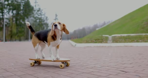 Beagle perro monta un monopatín en el parque. Pet Dog skateboarding al aire libre. Movimiento lento. — Vídeos de Stock