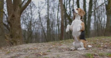 Parkta ve dışarıda iki ayak üstünde duran av köpeği. Sahibine bak. Yavaş çekim
