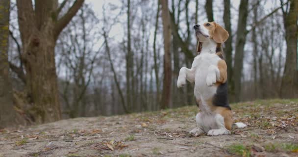 Beagle cane in piedi su due gambe al parco all'aperto e all'esterno. Guarda il proprietario. Rallentatore — Video Stock