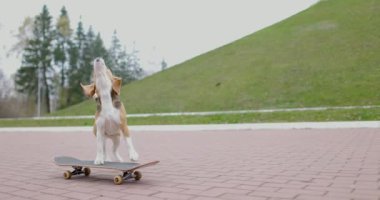 Av köpeği parkta kaykay sürüyor. Evcil köpek kaykayı dışarıda. Yavaş çekim.