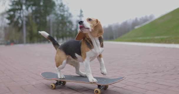 Beagle dog fait du skateboard dans le parc. Pet Dog skateboard en plein air. Mouvement lent. — Video