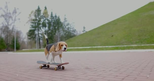 Beagle dog rider en skateboard i parken. Pet Dog skateboard utomhus. Långsamma rörelser. — Stockvideo