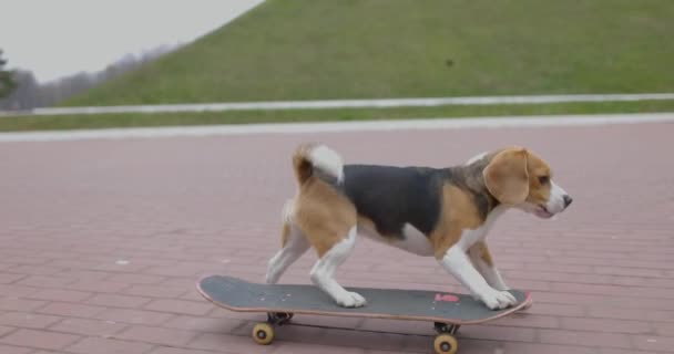 Cão beagle monta um skate no parque. Pet Dog skate ao ar livre. Movimento lento. — Vídeo de Stock