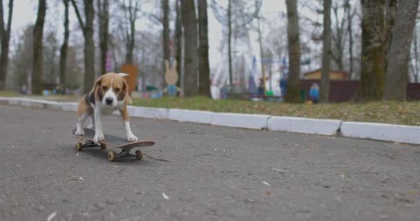 Beagle pes jezdí na skateboardu v parku. Pet Dog skateboarding venku. Zpomalený pohyb. — Stock video