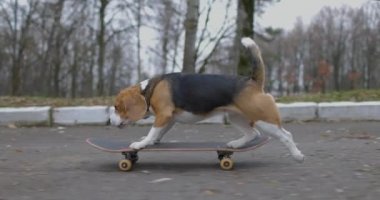 Av köpeği parkta kaykay sürüyor. Evcil köpek kaykayı dışarıda. Yavaş çekim.