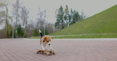 Parkta kaykay süren bir köpek. Evcil köpek kaykayı dışarıda. Yan görüş. Yavaş çekim.