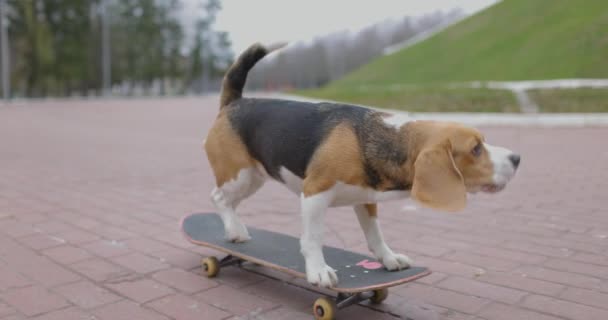 Beagle dog fait du skateboard dans le parc. Pet Dog skateboard en plein air. Mouvement lent. — Video