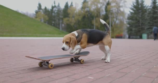 Бігль собака штовхає скейтборд і їде в парк. Pet Dog скейтбординг на відкритому повітрі. Повільний рух . — стокове відео