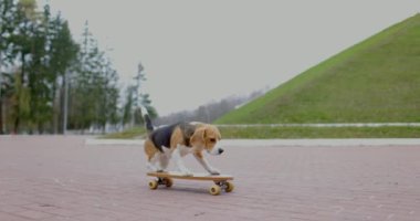Av köpeği parkta kaykay sürüyor. Evcil köpek kaykayı dışarıda. Yavaş çekim.