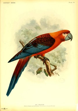 nesli tükenmiş bir kuş