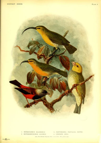 Extinct Birds — Stock Photo, Image