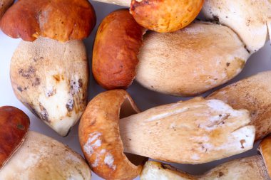 mashrooms