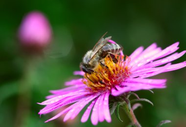 küçük arıya çiçeği