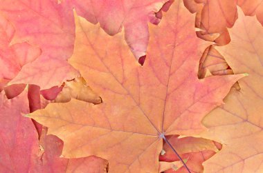 akçaağaç yaprakları