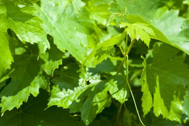 üzüm asma yaprağı