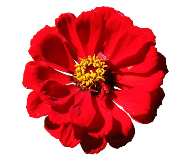 Fiore rosso — Foto Stock