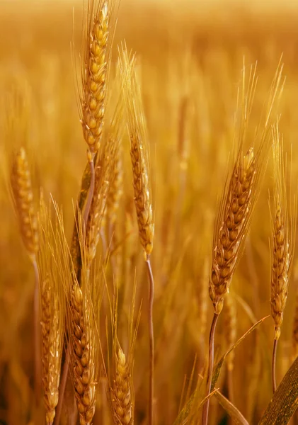 Yellow wheat. — Stock Photo, Image