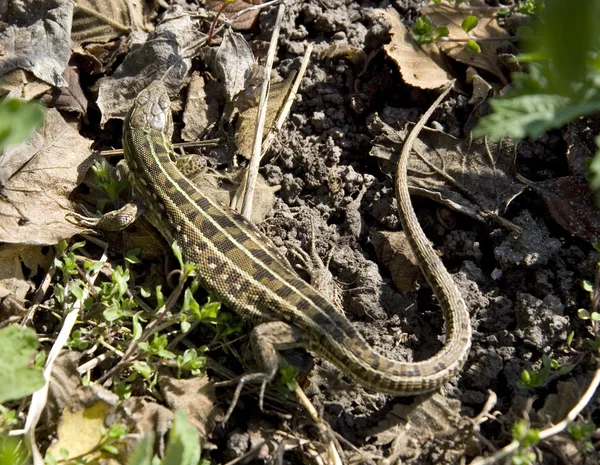 Lagarto — Fotografia de Stock