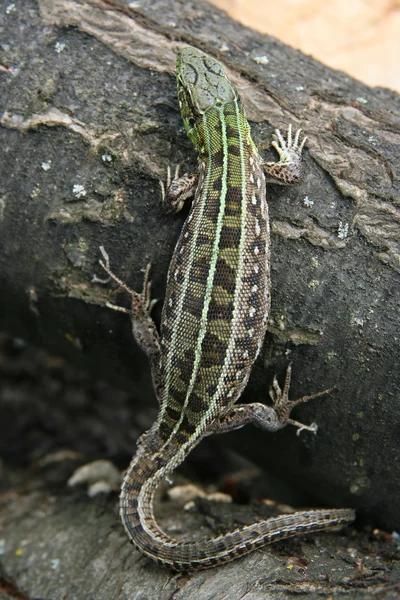 Lagarto — Fotografia de Stock