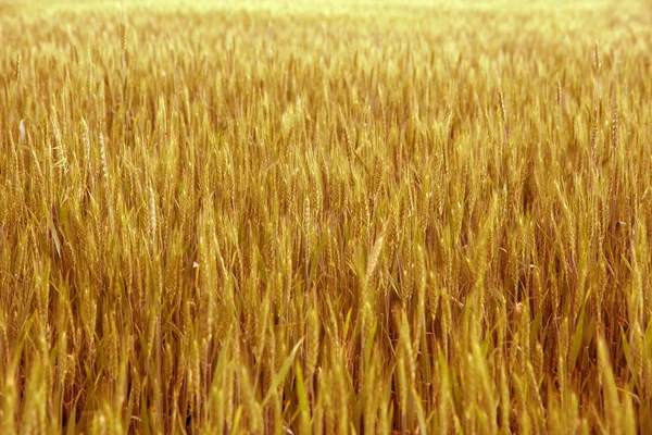 Yellow wheat. — Stock Photo, Image