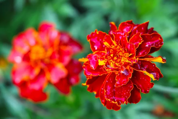 Marigold — Stock Photo, Image