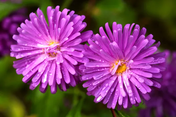 Asters — Stock Photo, Image