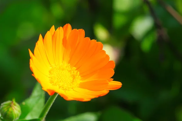 Calendula — Stock Photo, Image