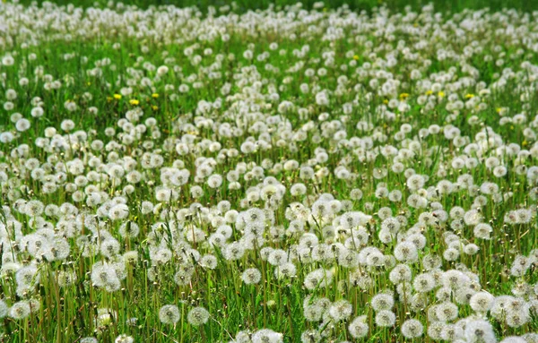 Paardenbloemen — Stockfoto