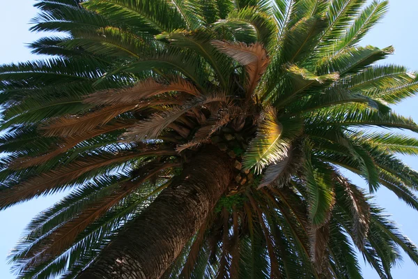 Palme. — Stockfoto