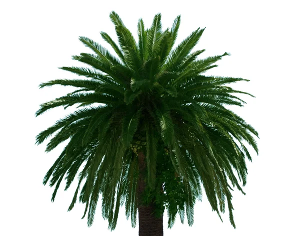 棕榈树. — 图库照片