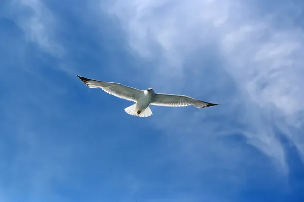 Seagull — Stock Photo, Image