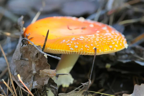 Amanita — Stockfoto