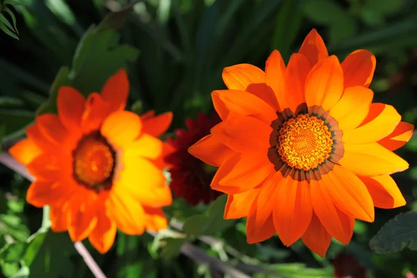 Gazania — Stockfoto