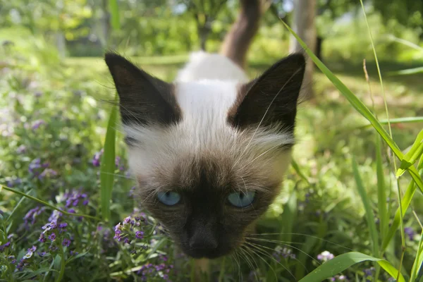 Młody kot w ogrodzie — Zdjęcie stockowe