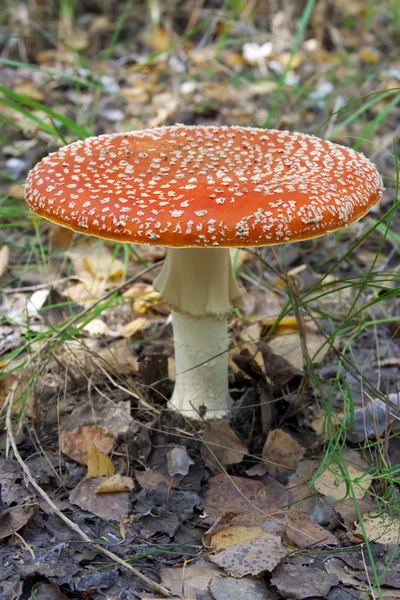 Amanita mantar. — Stok fotoğraf