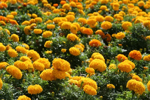 オレンジ色の花 — ストック写真