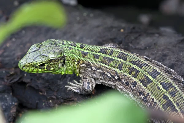 Lagarto — Fotografia de Stock