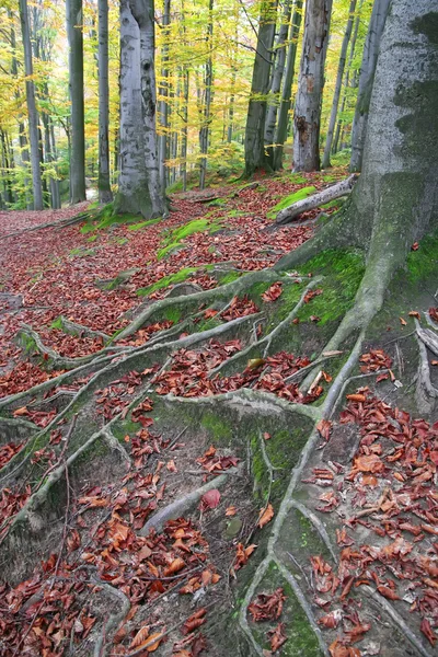 Floresta de outono. — Fotografia de Stock