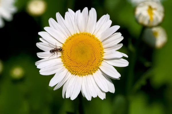 Papatya çayı — Stok fotoğraf