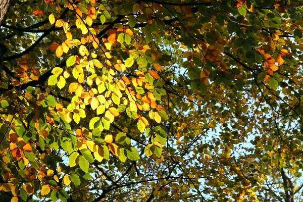 Осенние цвета . — стоковое фото