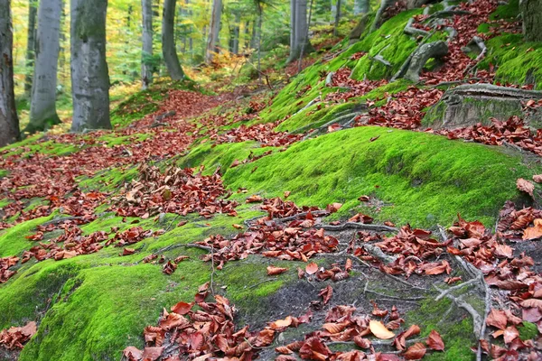 Herfstbos. — Stockfoto