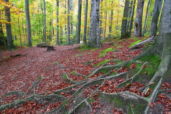 Őszi erdő. — Stock Fotó