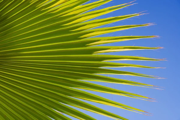 Hoja de palma —  Fotos de Stock