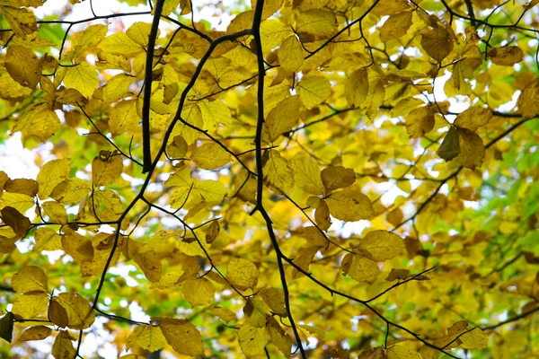 Cores de outono . — Fotografia de Stock