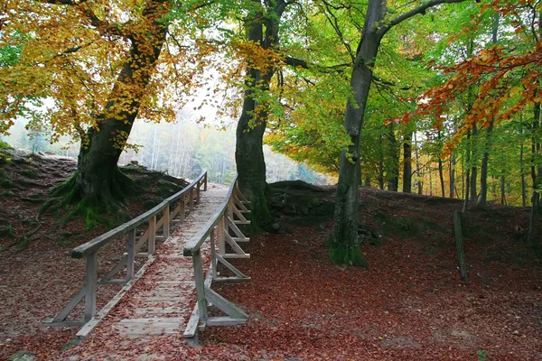 Γέφυρα στο δάσος. — Φωτογραφία Αρχείου