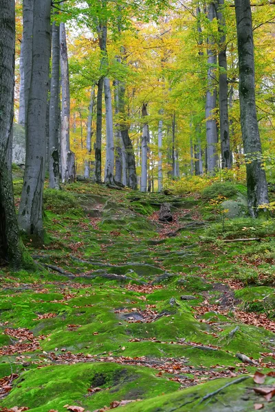 Φθινοπωρινό δάσος. — Φωτογραφία Αρχείου