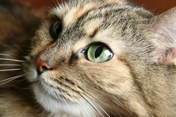 Kedi.